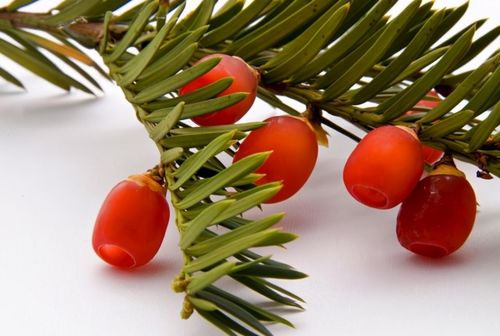 适宜在室内养殖的红豆杉,需要掌握4个方面的养殖技巧和注意事项
