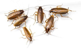 人工养殖蟑螂的技术