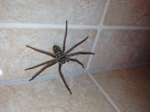 我湖北的,家里卫生间发现一只大蜘蛛,大侠帮看是什么品种 有毒么 