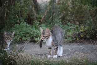 大猫会咬死新来小猫吗？