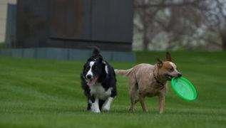 怎么训练狗狗接飞盘,培养对飞盘的兴趣,接飞盘的技术要领