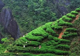 武夷山的茶叶品种有哪些