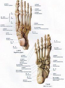 足部骨骼解剖 信息阅读欣赏 信息村 K0w0m Com