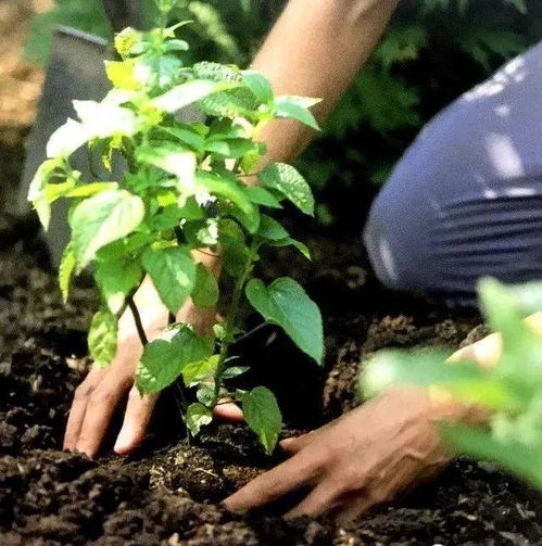 不伤植物的移栽技巧,3分钟轻松将植物移栽到你为它安排的窝