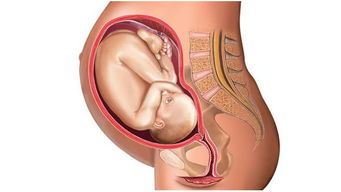 原创孕期最后一个月，腹部若有这3种“变化”，或许是胎儿发育不错