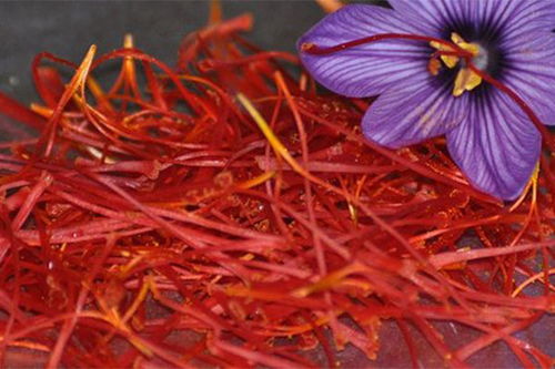 藏红花种植技术与栽培管理,藏红花种植方法与技术？