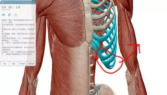 肋骨外翻手术矫正图片 搜狗图片搜索