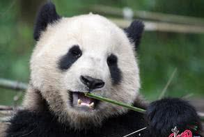 一个吃货的自我修养,大熊猫是怎么一步步吃成胖纸滴