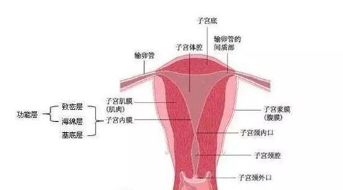 子宫内膜厚度，子宫内膜怎么检查厚度