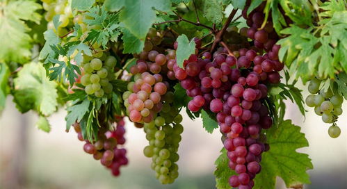 农村村民常吃新鲜葡萄,原来有补血润肤 安胎助消化的作用
