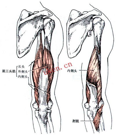 胳膊肌肉名称图解 搜狗图片搜索