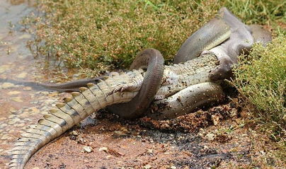 蟒蛇吞下鳄鱼巨蟒身体爆裂而亡 