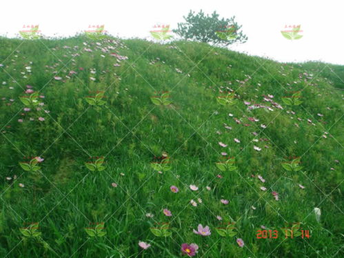 高羊茅草籽夏天可以种植吗