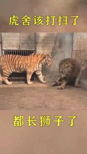 狮子和老虎放一起,到底谁厉害 