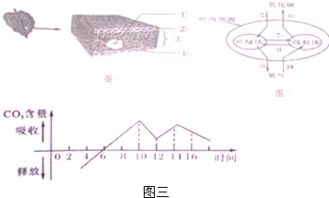 被称为 裸子植物的故乡 的国家是 A.加拿大B.新加坡C.俄罗斯D.中国 题目和参考答案 青夏教育精英家教网 