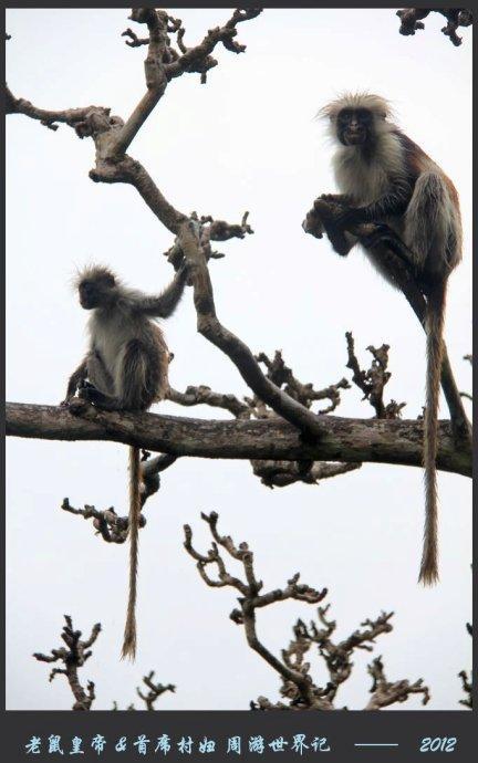 全球独一无二的红疣猴,总共才2500只, 其中一半都在这座公园里 