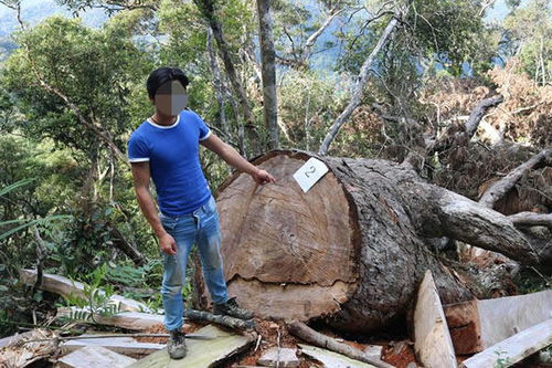 海南吊罗山 7.20 重大盗伐林木系列案件告破