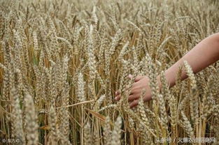 小麦什么时候播种最合适,什么时候种麦子最划算