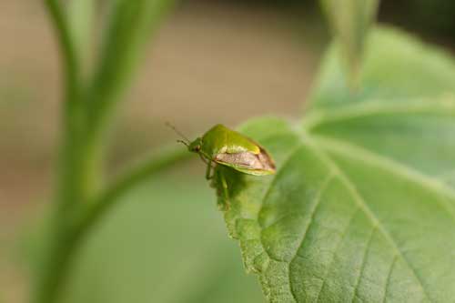 梦见被拜托驱除害虫