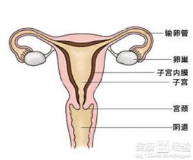 子宫内膜癌病理分期