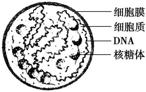 高中生物 细胞