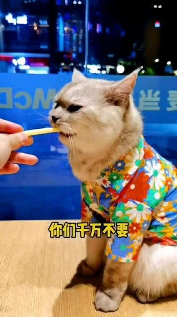 给猫咪吃薯条的话,会吃出飞机耳的,不信你看 