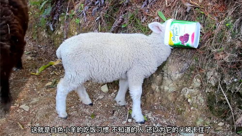 小白羊在几只黑羊里不受待见呀,白羊正在吃东西就被撞了