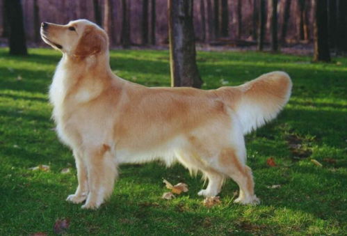 怎么挑选纯种金毛犬,纯种金毛的图片和特征