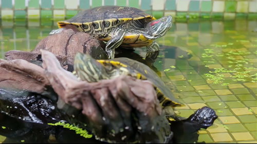 巴西龟的饲养方法,巴西龟的饲养方法和注意事项