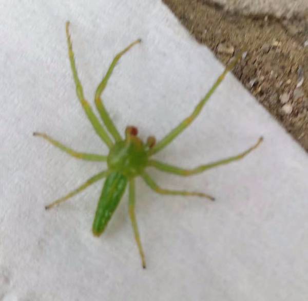 生物图片鉴定 ,我感觉像是蜘蛛,但是是绿色的,以前没见过,求高手 