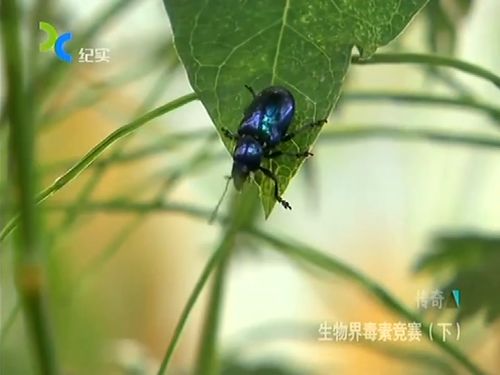 罗摩叶甲虫只吃马丽金草的叶肉,常常更换啃食位置,不食用叶脉 