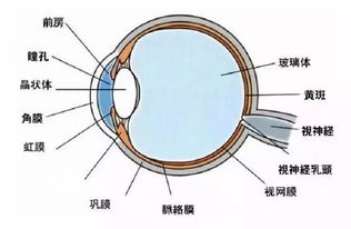 角膜缘干细胞