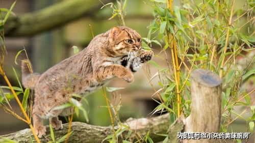 世界上最爱吃昆虫的猫科动物 体型太小,在昆虫面前才有足够勇气