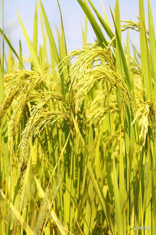 水稻的种植时间和收获时间,晚稻成熟时间图