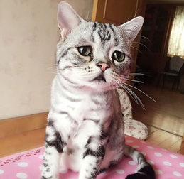 这只中国小猫融化了无数人的心 获称 最悲伤的猫 