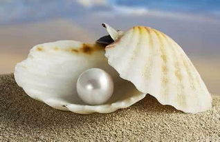 合成珍珠和真品珍珠如何鉴别 