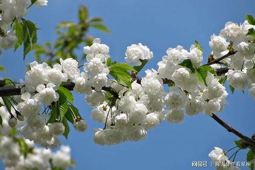 天秤座2021年运势详解,桃花缘异常旺盛,有望邂逅一段美好姻缘