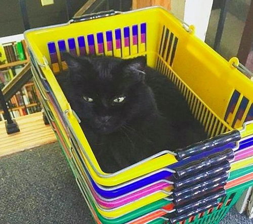 谁说养猫没用的,这只猫咪在图书馆当起来管理员,很受欢迎