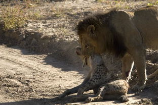 鬣狗被雄狮咬住喉咙并拖行,几分钟后,鬣狗却抬起了头