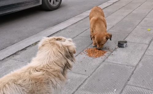 湖北 两只流浪狗流落街头相依为命,虽然饿极了,却互相让着食物