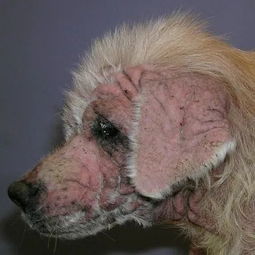 狗狗身上出红疹,原因很多速就诊 