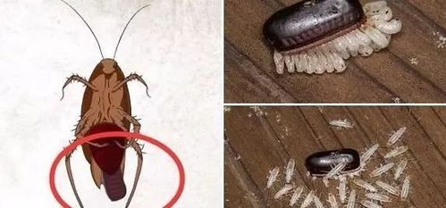 一只蟑螂吃了就能 诛九族 日本小黑盒蟑螂屋,安全无毒无味无刺激 