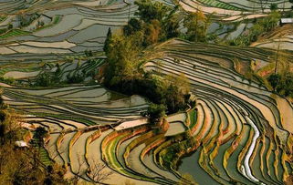 元阳梯田最佳旅游时间