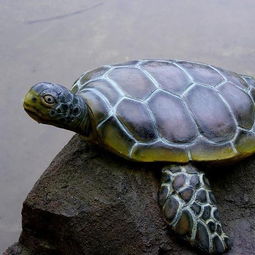 黄缘盒龟的野外生活习性
