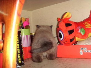 要生产的猫咪怎么做猫窝又好看又温暖用纸盒箱做