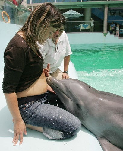 梦到孕妇海豚会是什么预兆呢