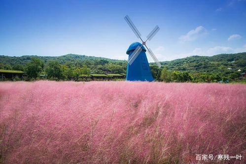 韶关举办首届粉黛子花海节，正式开园