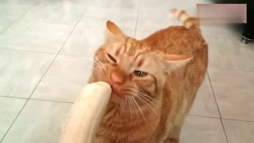 一只喜欢吃香蕉的橘猫,在香蕉面前毫无抵抗力,真可爱 