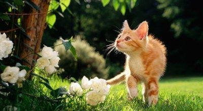 中国猫咪 橘猫 到底有多优秀 这六点了解一下你就明白