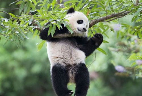 大熊猫明明是肉食动物,为什么偏偏吃竹子 或许是这个原因